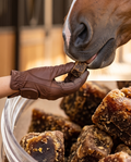 Premios Equestre Chic Caballos